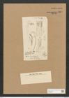Berkeleya lineata (Kuetz.) Grun. (de-Toni-Nr.: Genus 21, Species 1234) Zeichnungen Sammlung Grunow Nr. 2374 (NHMW-BOT-W0369508)